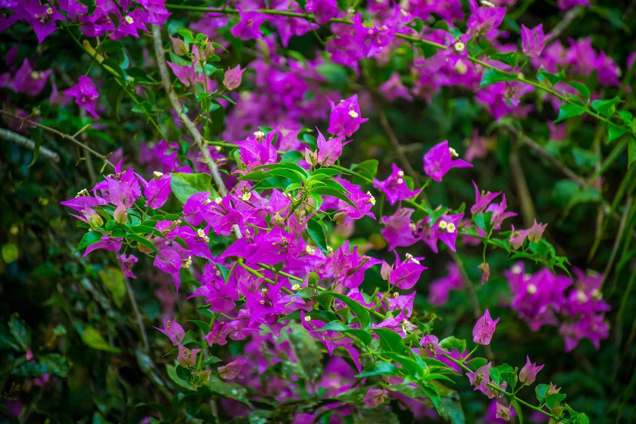The Goddess Garden Eco-Resort Cahuita Bagian luar foto